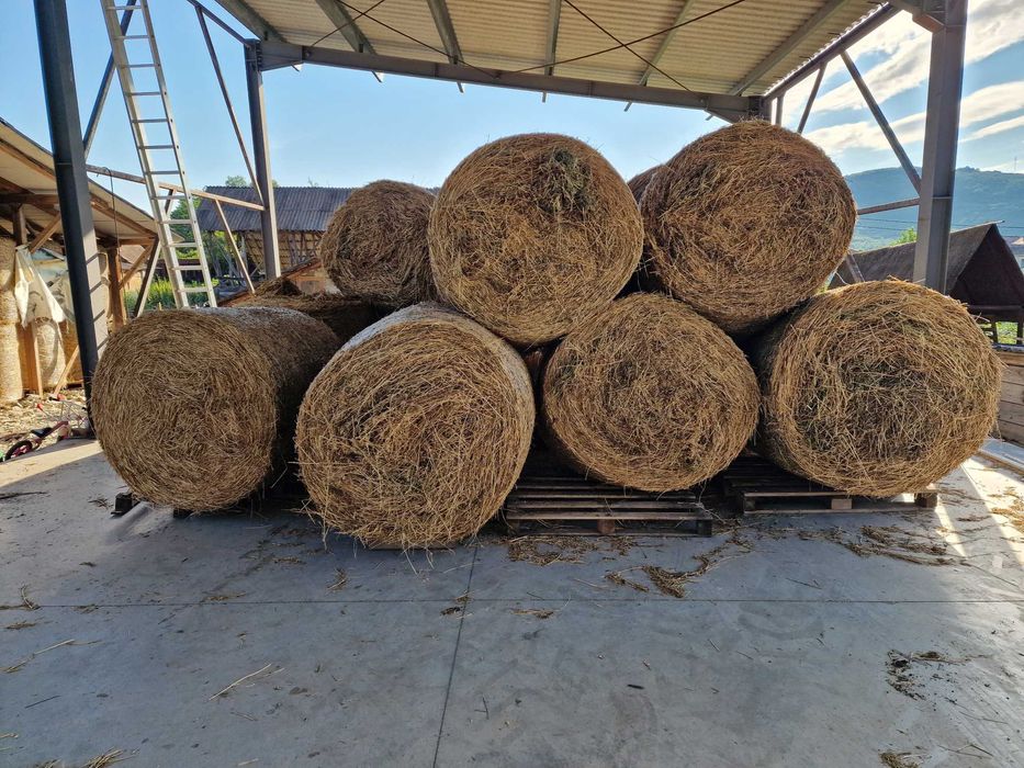 Baloți lucernă ecologică 130×130 – coasa a II-a, certificată, cu documente