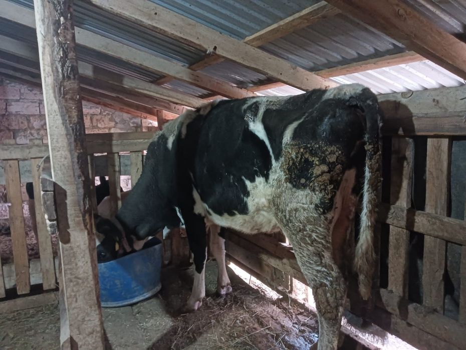 Сауын сиыр чёрнопёстрый