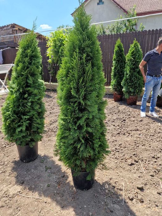 Tuia Smarald Occidentails Vesnic Verde 1.6-1.8m la balot