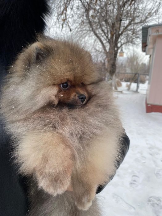 Остался шикарный мальчик