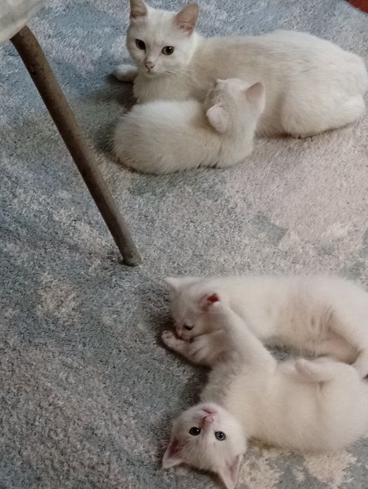 Котята бесплатно