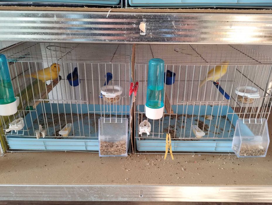 Млади мъжки и женски канари Малиноа