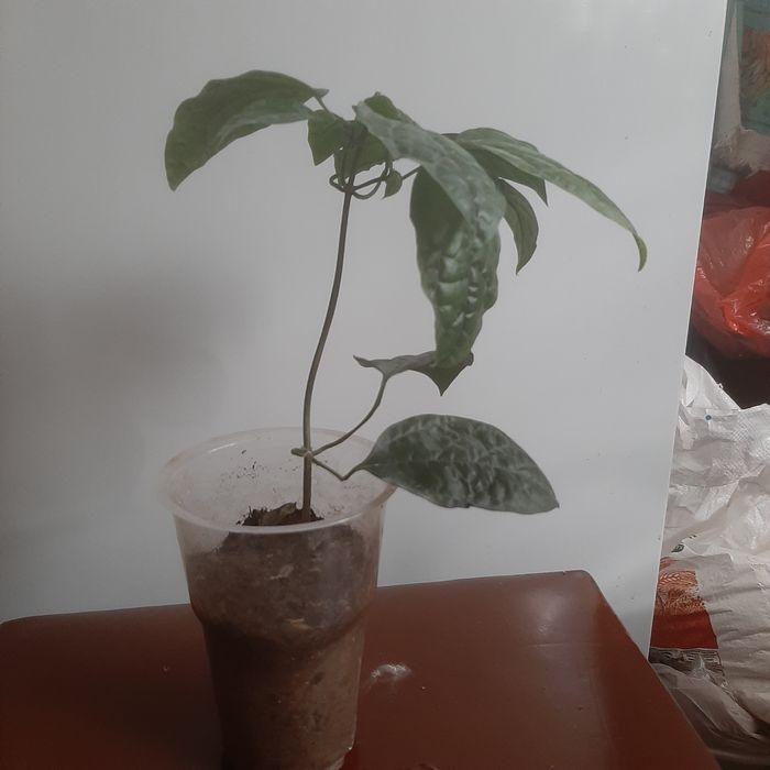 Клеродендрум филиппинский