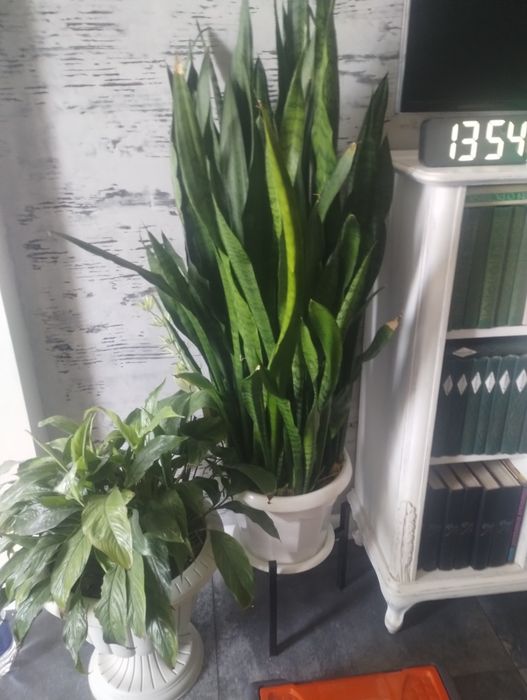 Продам растение Щучий хвост.