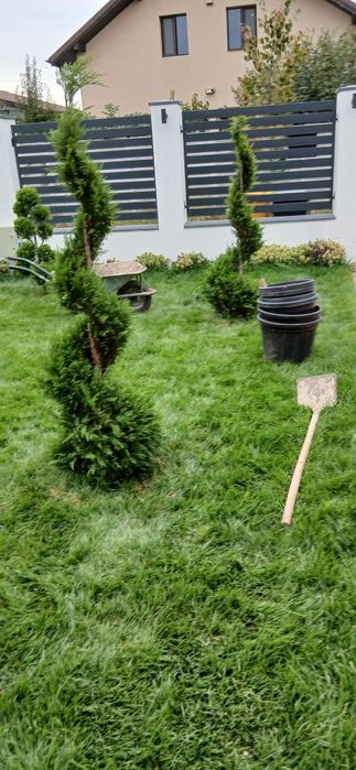 Gazon rulou  sistem de irigații cu automatizare semințe de  gazon