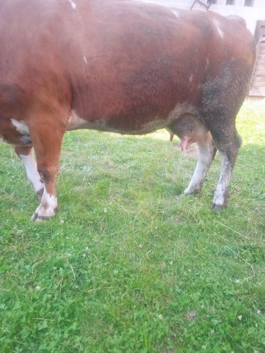 Vând vaca de 5 ani cu vițel de 2 săptămâni