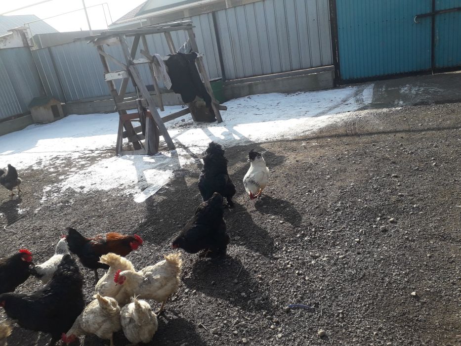 Продам домашних  разных петухов