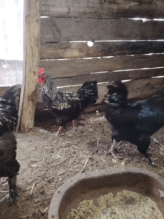 Продам молодых петухов