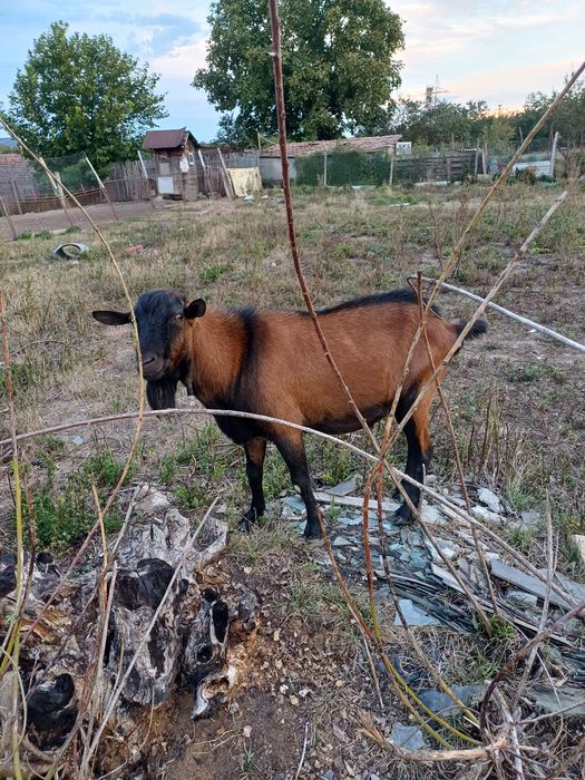 Vand țap și capre alpin francez
