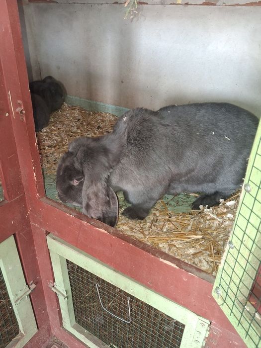 Vând femele cu pui berbec german Albastru