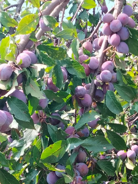 Prune pentru țuică de vânzare preț 1,5 lei/kg