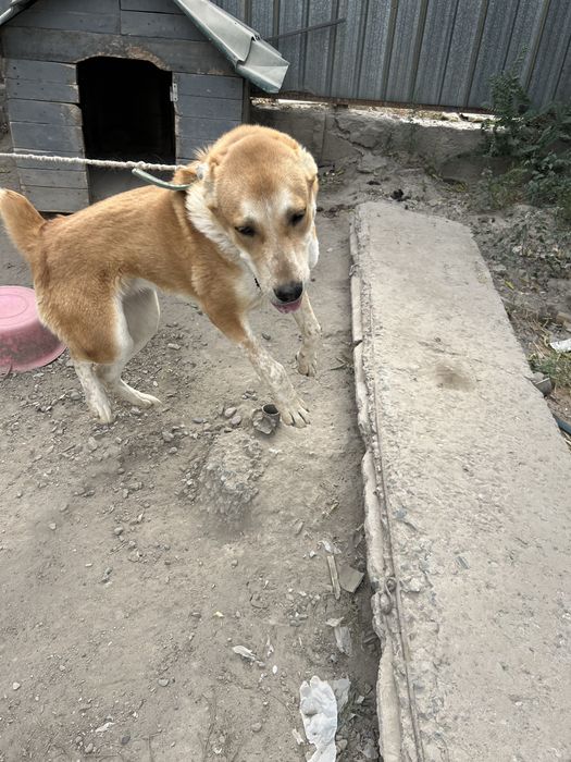 Собака Алабай продаю