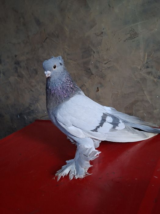 Голуби голуби голуби