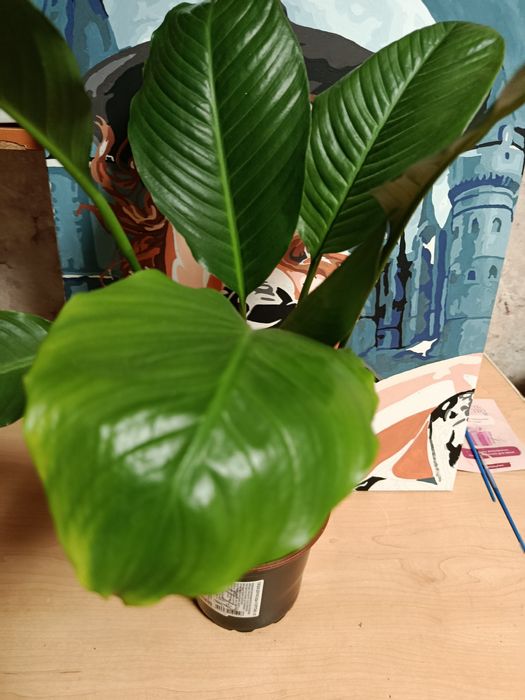 Продам комнатные растения