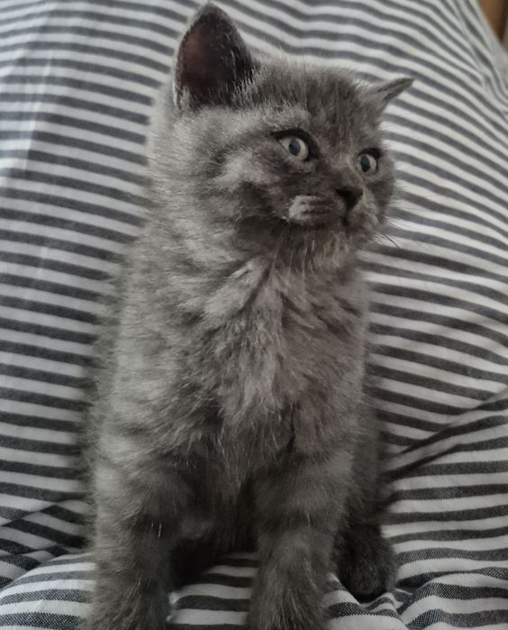 British Shorthair