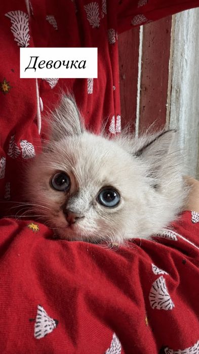 Отдам котят в добрые руки