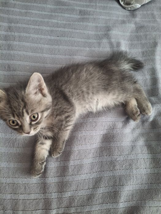 Отдам в хорошие руки