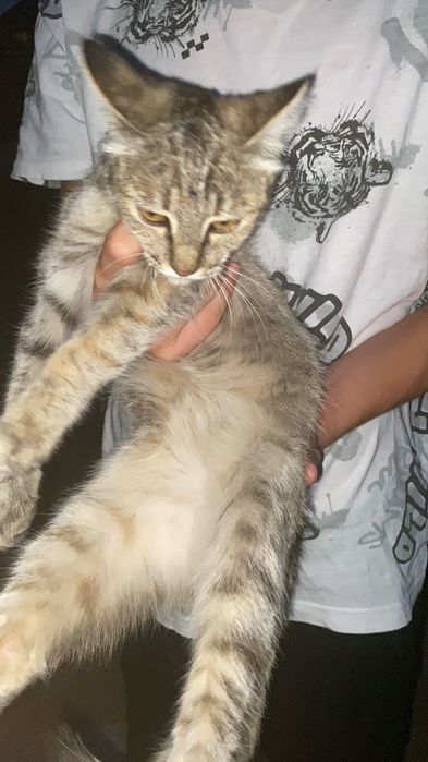 Котенка в хорошие руки