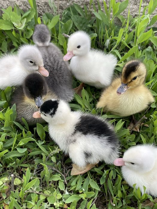 Boboci de rata polara romaneasca si pekin