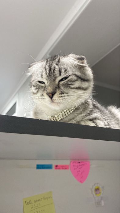 Шотланд фолд мысық