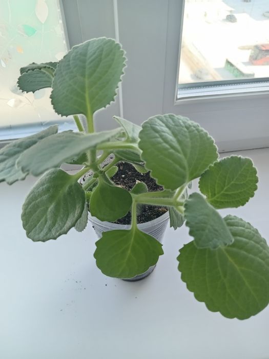 Комнатные растения