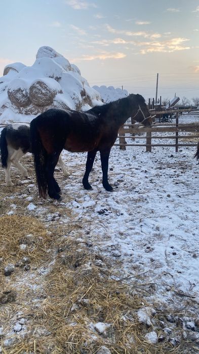 Продается жеребец ...