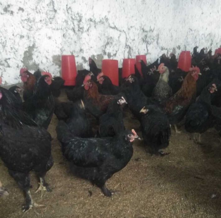 QORA tovuq TUXUMLARI sotiladi