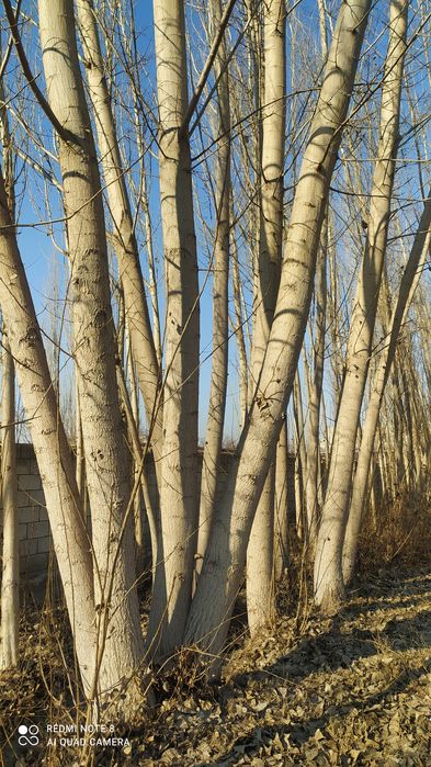 Калифорни терак сотилади нархини 20 000 Милон 70 туп бор