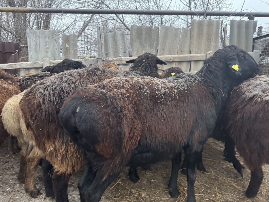 Қошқар баран овцы