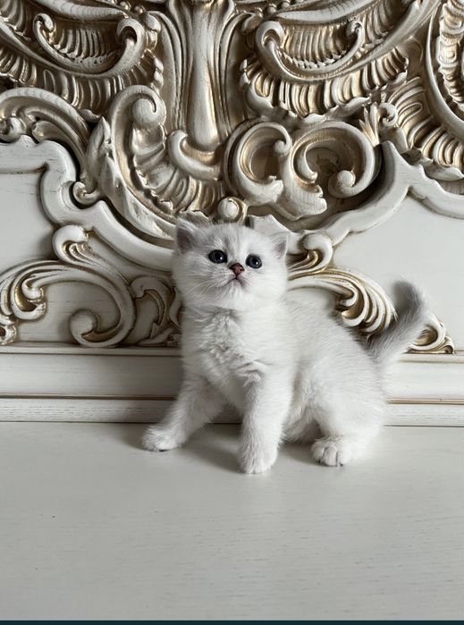 •Продается серебристая шиншила