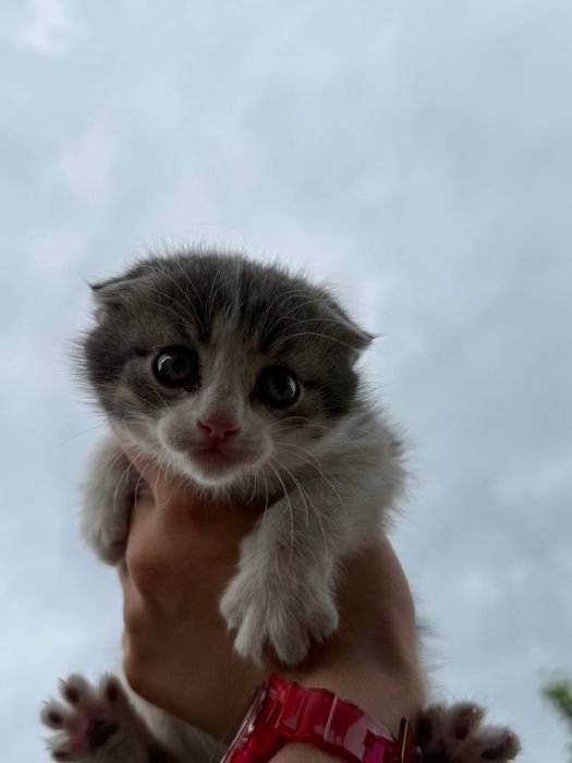 Котята бесплатно