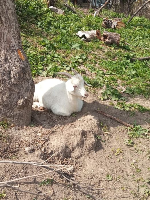 Продам коз котных
