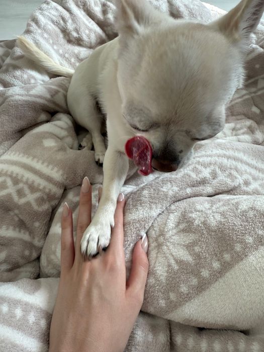 Продавам Чихуахуа с родословие Момиче на годинка