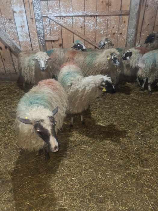 oi cu miei de vanzare