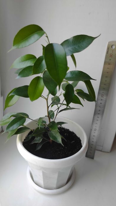 Фикус Бенджамина  (Ficus benjamina)