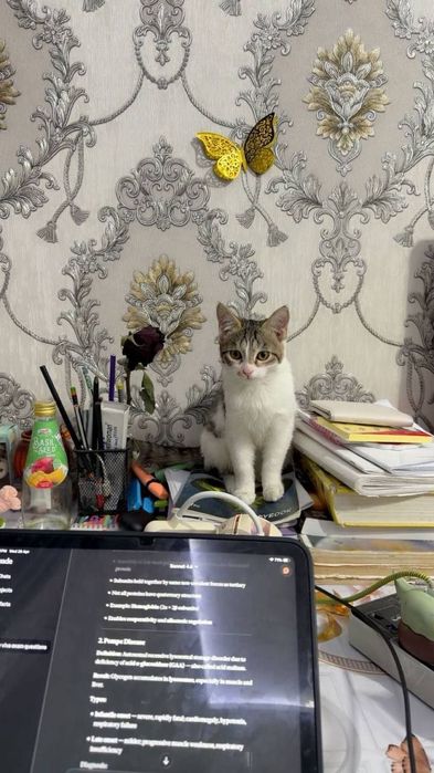 Котята даром в добрые руки