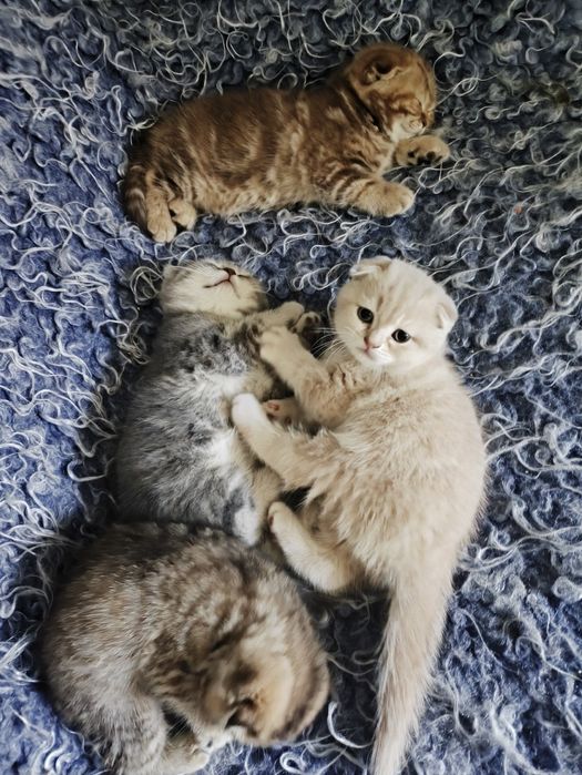 Котята британцы 30000