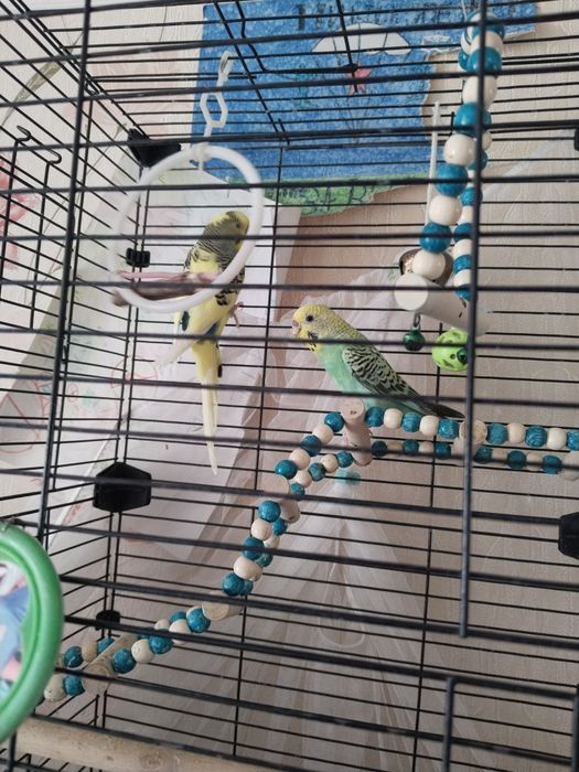 продам двух попугаев с клеткой