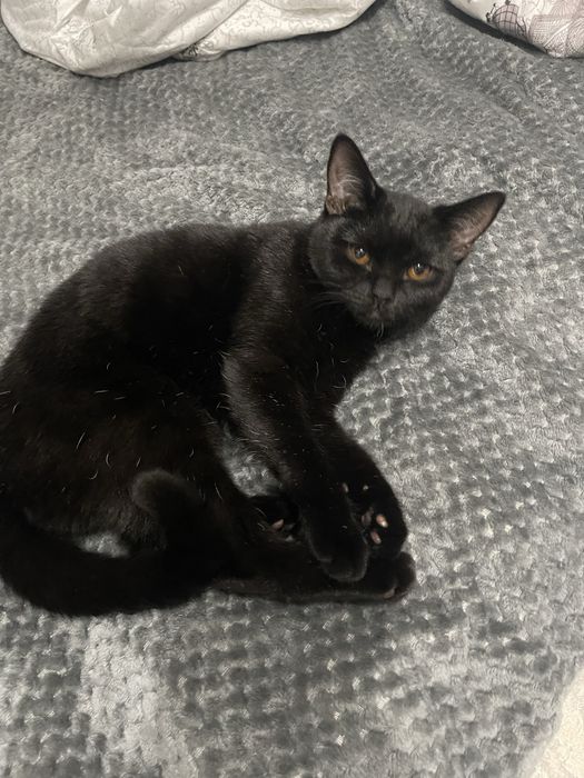 Котенок девочка британка