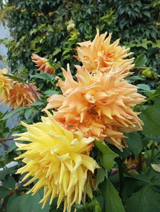 Продам георгины крупные