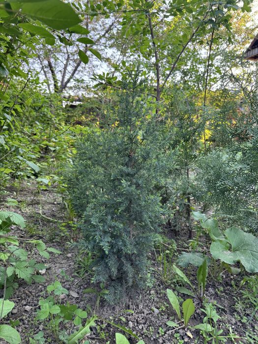 Туя книжка продается