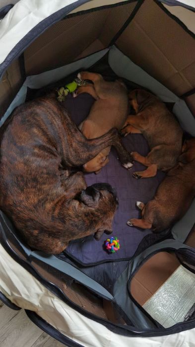 Щенки немецкого боксера