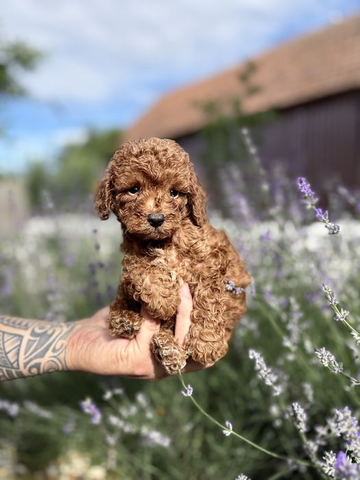 Pui de pudel/poodle/caniche