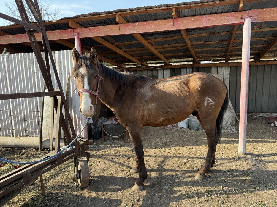 Дөнен қарабайыр айғыр