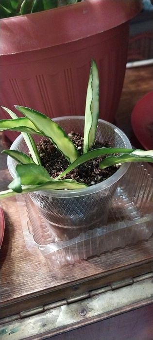 Продам цветок хойя