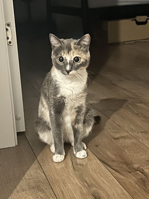 Пристраивается кошка