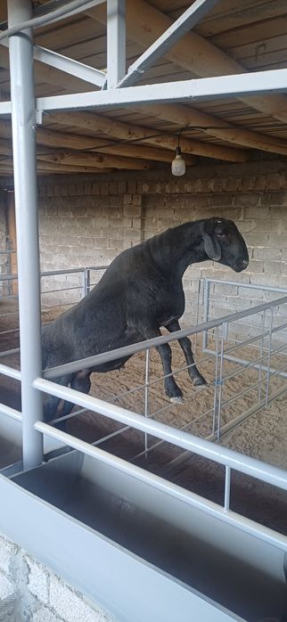 Qurbonlikka kotta qochqor sotiladi