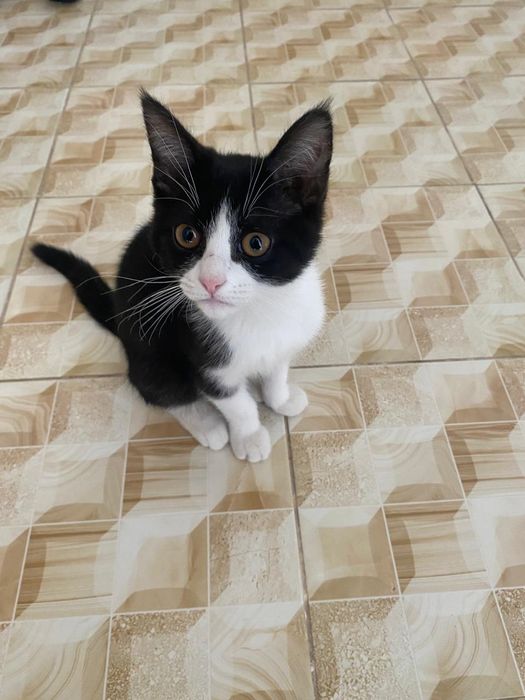 Отдам кошку в хорошие руки