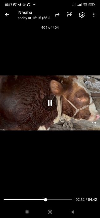 Toʻnali Buqala sotiladi