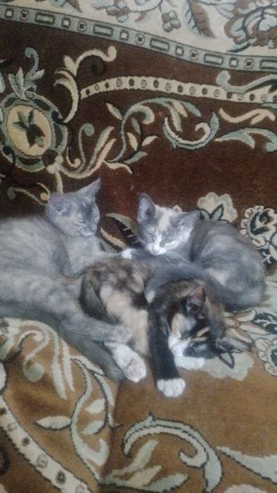 Котята в добрые руки